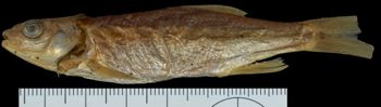 Media type: image;   Ichthyology 1961